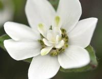 Lovely clean white double flowers with green petaloid stamens